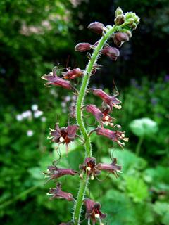 تولمیا منزیسی